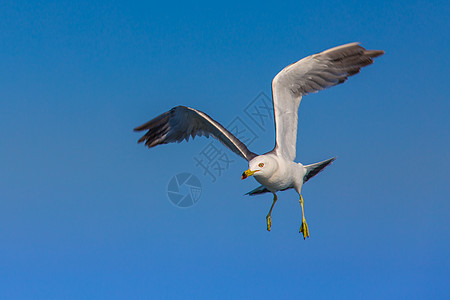 海鸥展翅飞翔背景图片