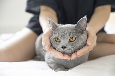 手绘可爱动物英短蓝猫背景