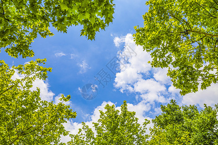 清新夏日图片-透过树叶的蓝天白云仰视背景图片