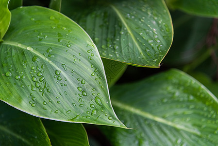 雨后绿植图片