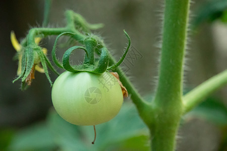 西红柿生长过程图片