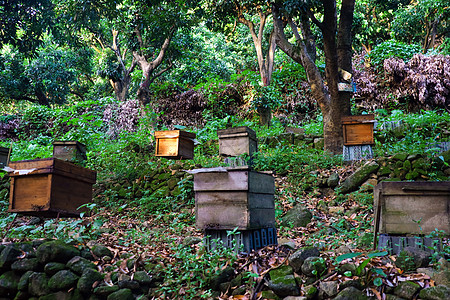 蜜蜂卡通山林中蜂场背景