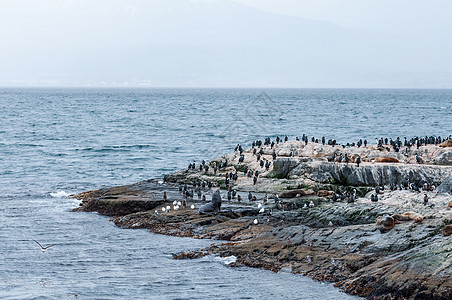 极地动物极地海岛背景