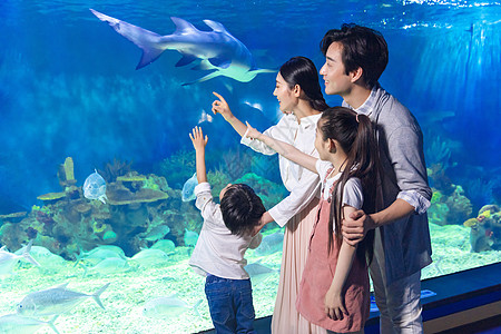 水族馆背景一家四口参观海洋馆背景