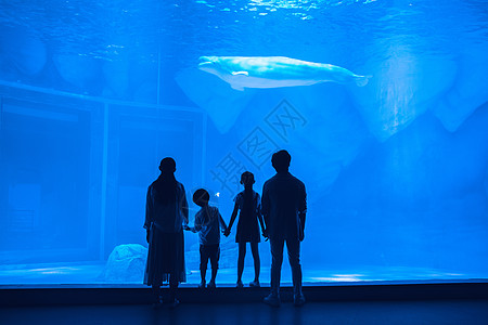 小孩背影年轻家庭参观海洋馆背影背景