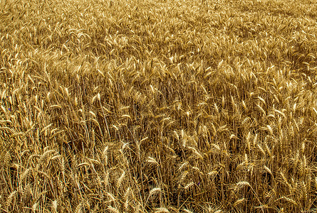 金黄的麦穗麦子麦穗麦田背景