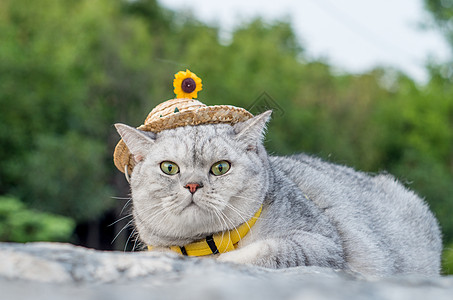 草地猫小草帽猫咪背景