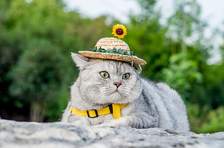 草地猫小草帽猫咪背景