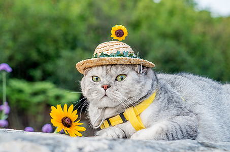 草地猫小草帽猫咪背景