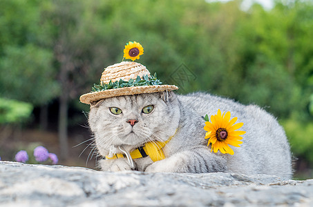 胖猫小草帽猫咪背景