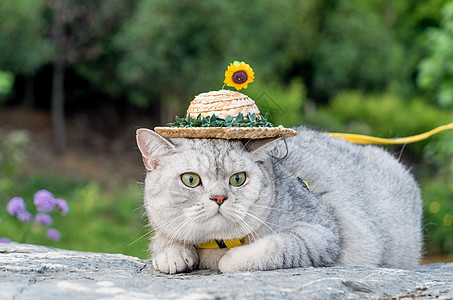 草地猫小草帽猫咪背景