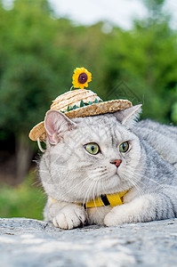 草地猫小草帽猫咪背景