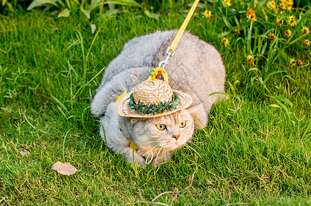 宠物猫小草帽猫咪背景