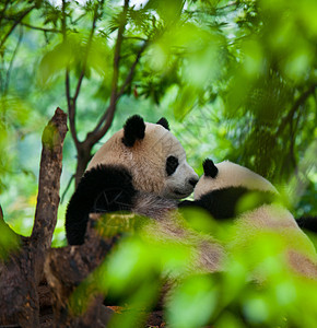国宝大熊猫稀有动物高清图片素材