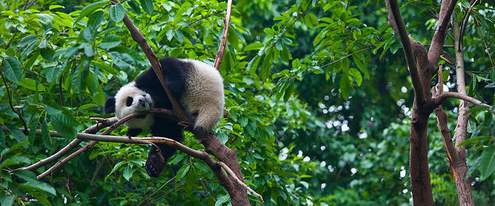 熊猫和竹子国宝大熊猫背景