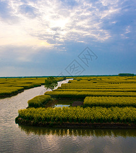 田园油画油菜花田背景