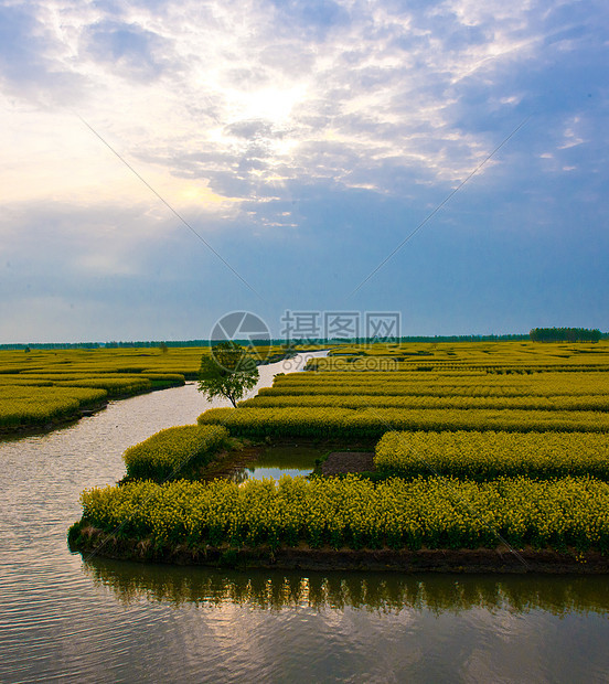 油菜花田图片