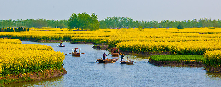 农夫油菜花背景