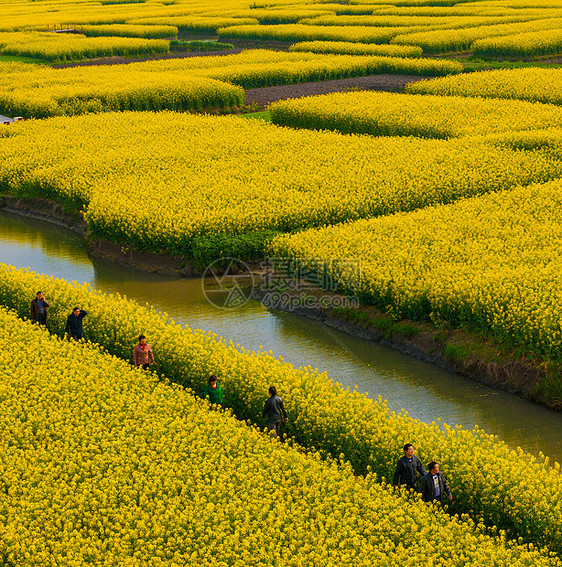 油菜花图片