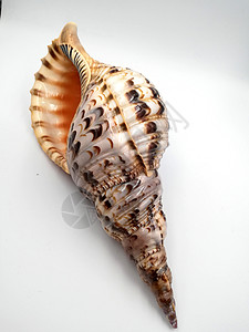 海螺背景图片