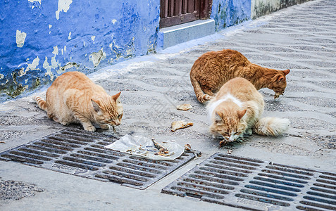 西拉子非洲摩洛哥艾西拉猫咪背景