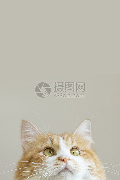 橘猫图片