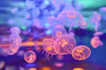 海底水母水母背景