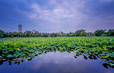 荷背景云南昆明翠湖公园荷花夕阳背景