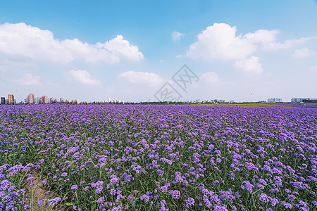 马鞭草花海紫色花海背景