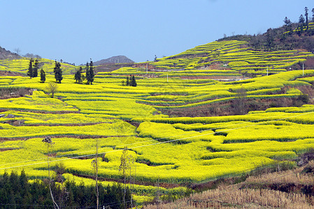 油菜花图片