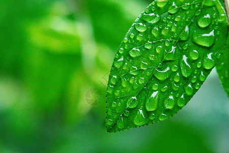 溜溜梅树叶上的水滴背景