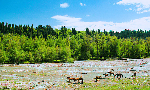 山间树林新疆库尔德宁风光背景