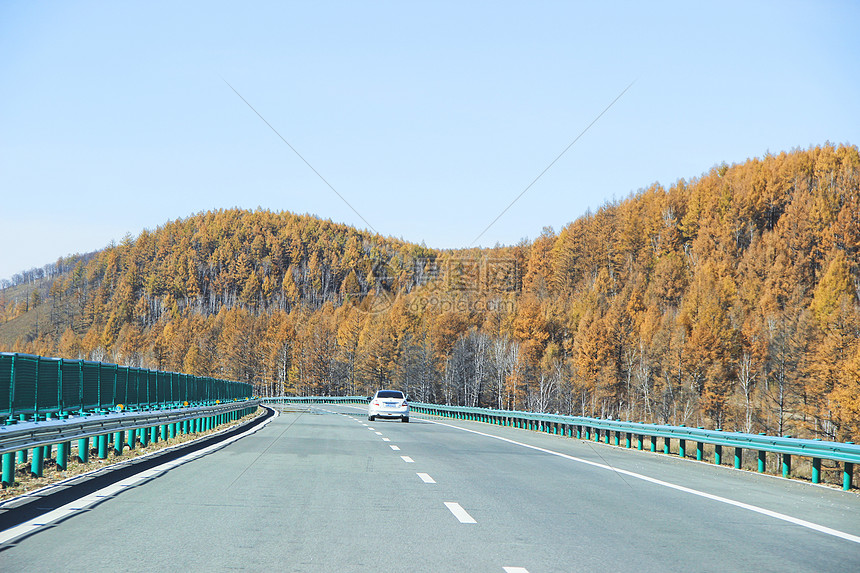 内蒙古大兴安岭白桦林道路图片
