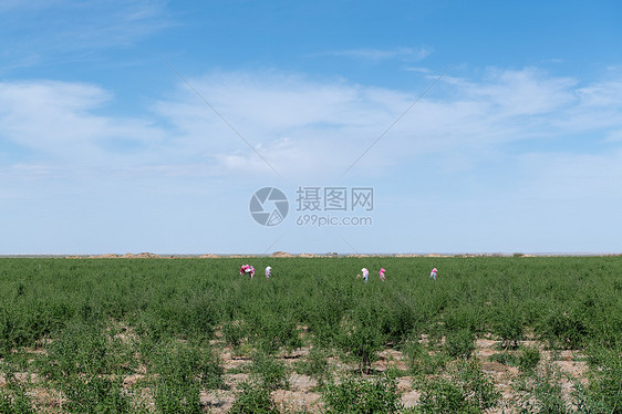 菜农采集枸杞图片