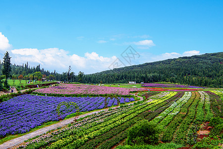 花海花田背景高清图片