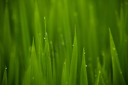 农田水稻露水背景图片