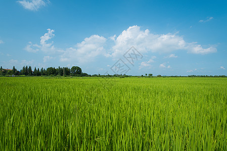 白天天空农田全景风光背景