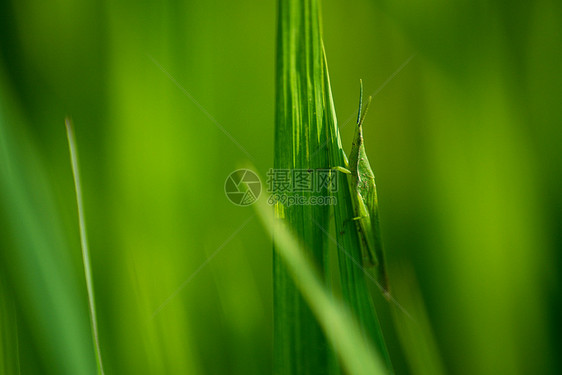 农田水稻里的害虫图片