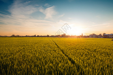 处暑农田夕阳全景风光背景