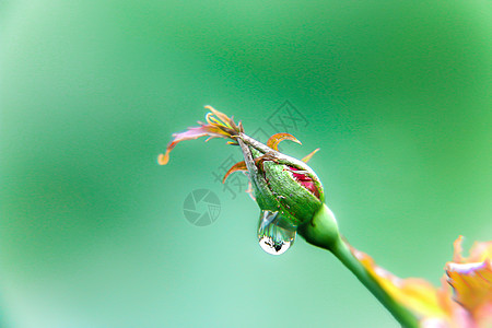 节气水珠背景