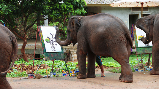 泰国大象画画图片
