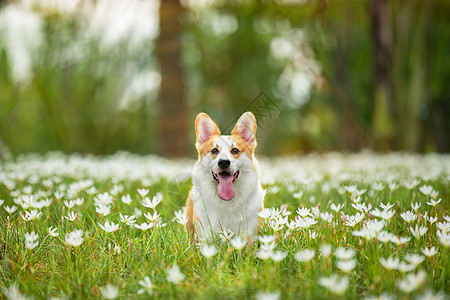 小短腿柯基短腿柯基犬高清图片