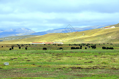 牦牛牧场草原牛群背景