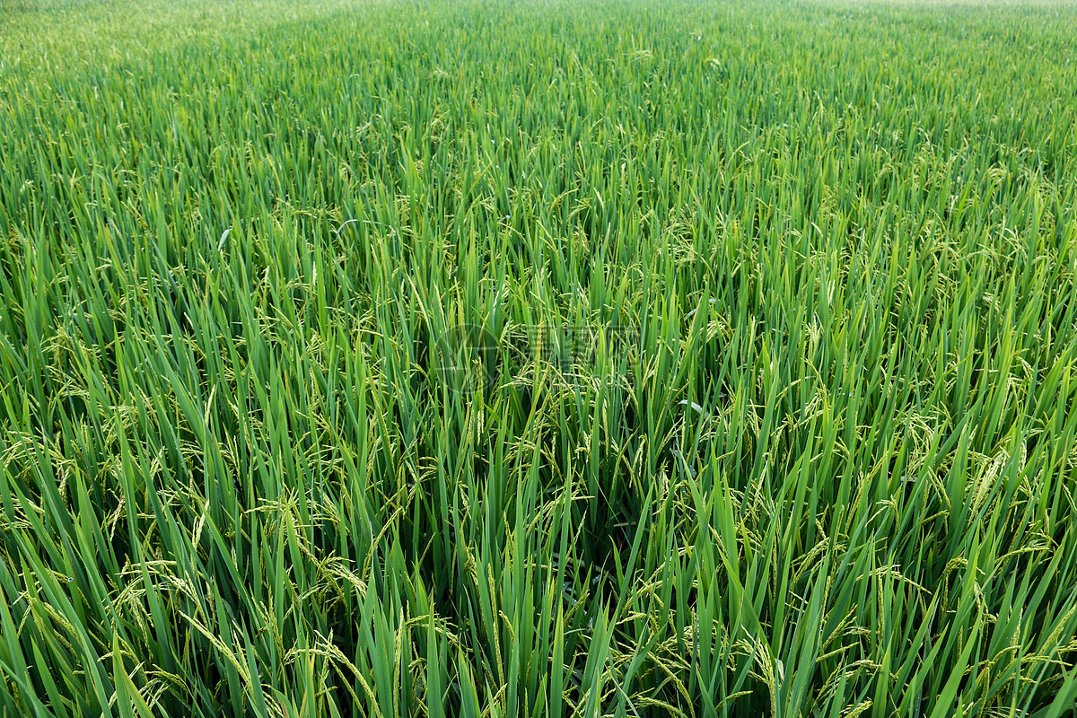 破译“热警报”暗码我国科学家培养出具有梯度耐热性的水稻新株系