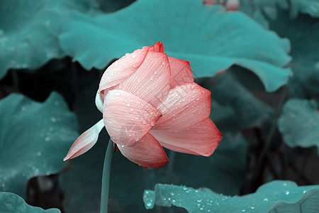 雨荷雨后荷花高清图片