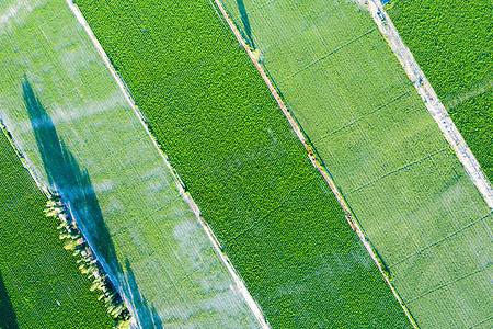 航拍新疆大规模种植农业农田图片