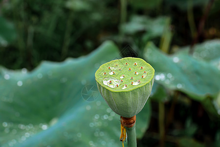 莲蓬雨滴水珠高清图片