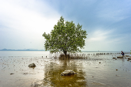 深圳湾一棵树背景高清图片