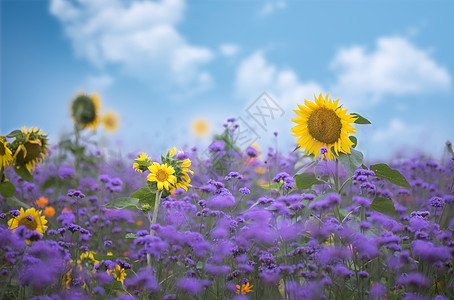 花海风景向日葵花海背景