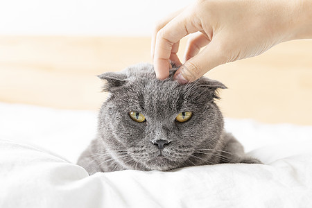 英短蓝猫背景图片